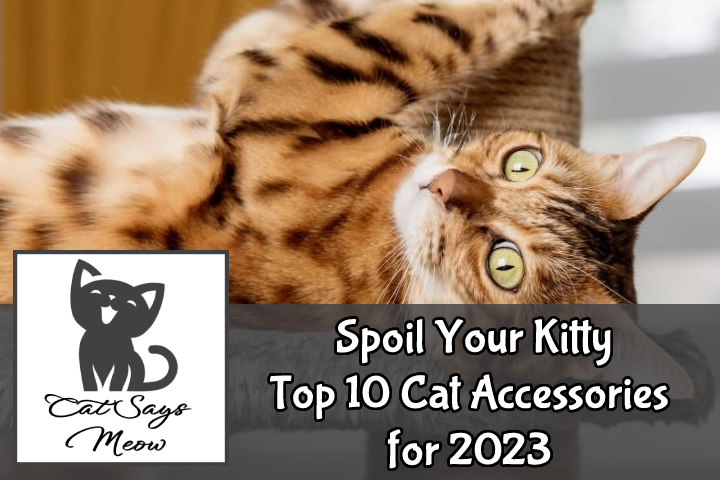 top-10-cat-accesories