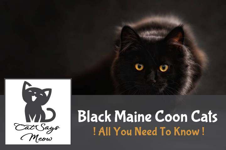 Black Maine Coon Cats -Guide