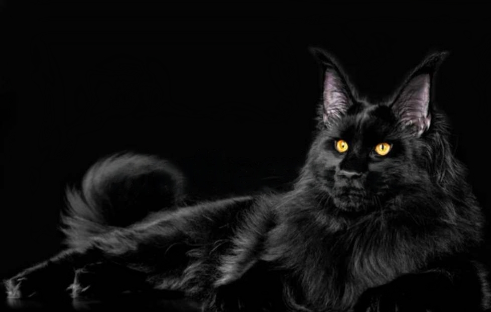 Solid Black Maine Coon Cat